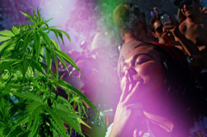 Конопля Сатива