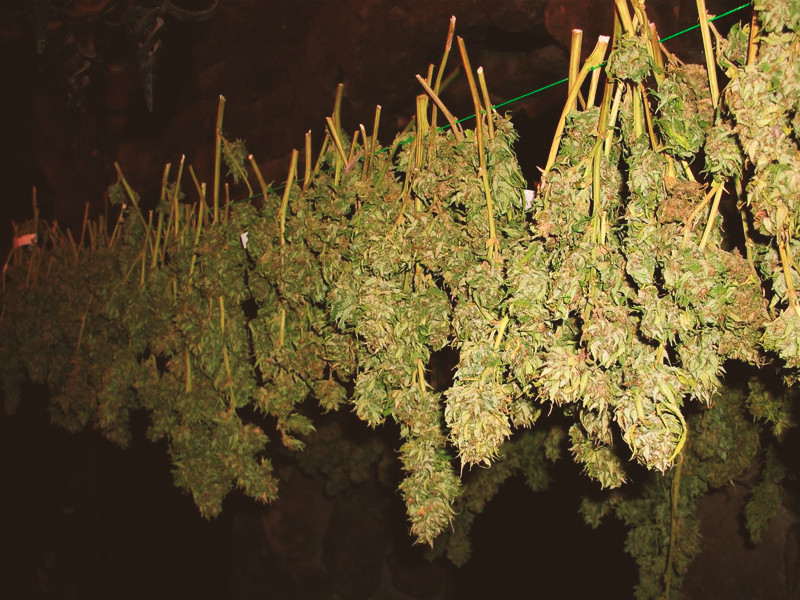 Сушка конопли с подвешиванием Классический способ сушить коноплю