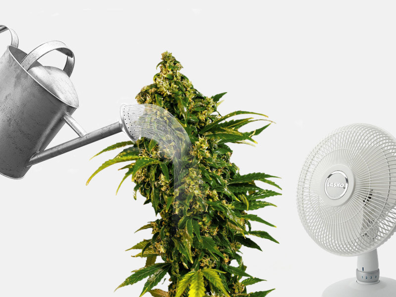 Какие есть меры против поражения растений конопли альтернарией Меры против альтернарии