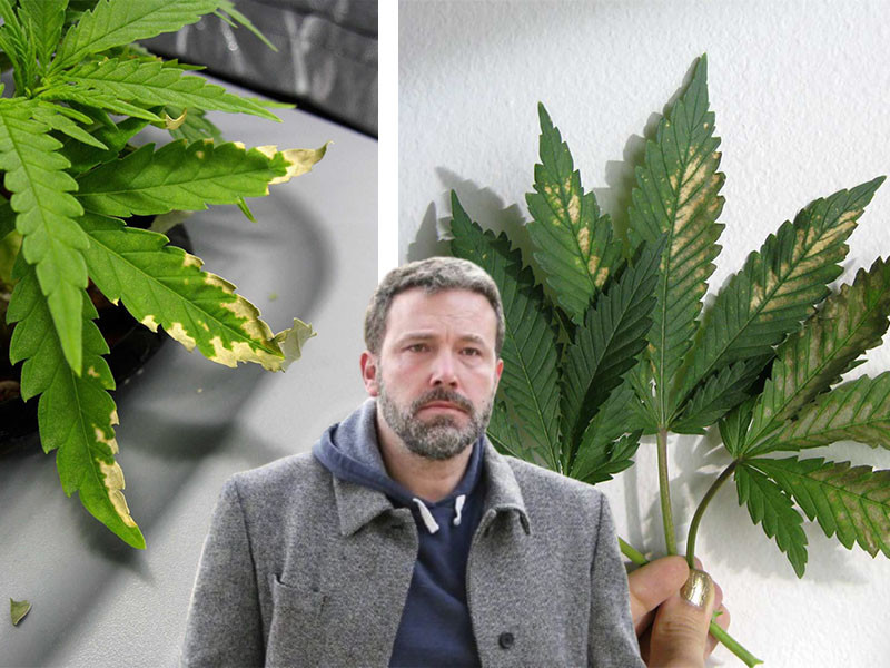 Предотвращаем заражение конопли альтернарией Заражение марихуаны