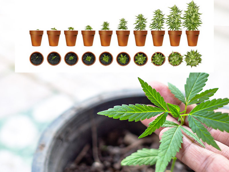 Этапы роста конопли Цикл роста каннабиса