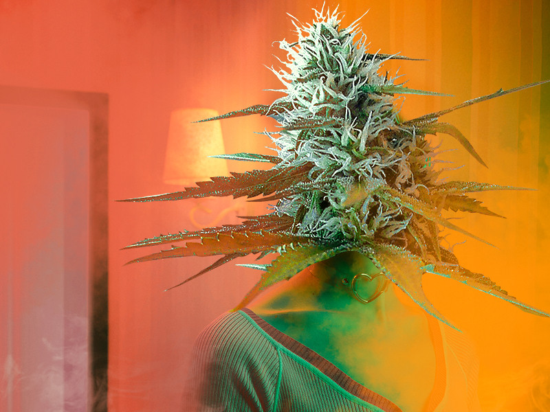 Неопыленная марихуана Сенсимилья - не опыленная конопля