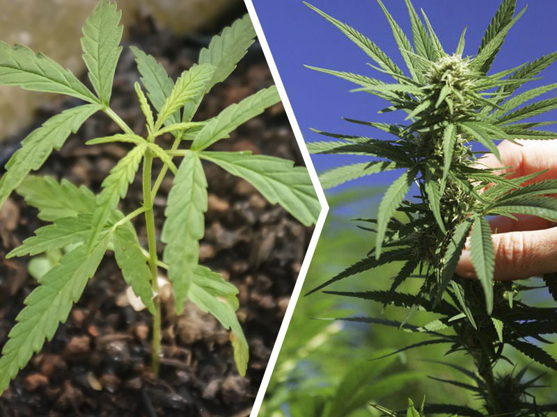 Стадии роста конопли Периоды роста марихуаны