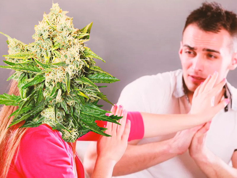 Не допускайте опыление каннабиса Не допустить опыление конопли