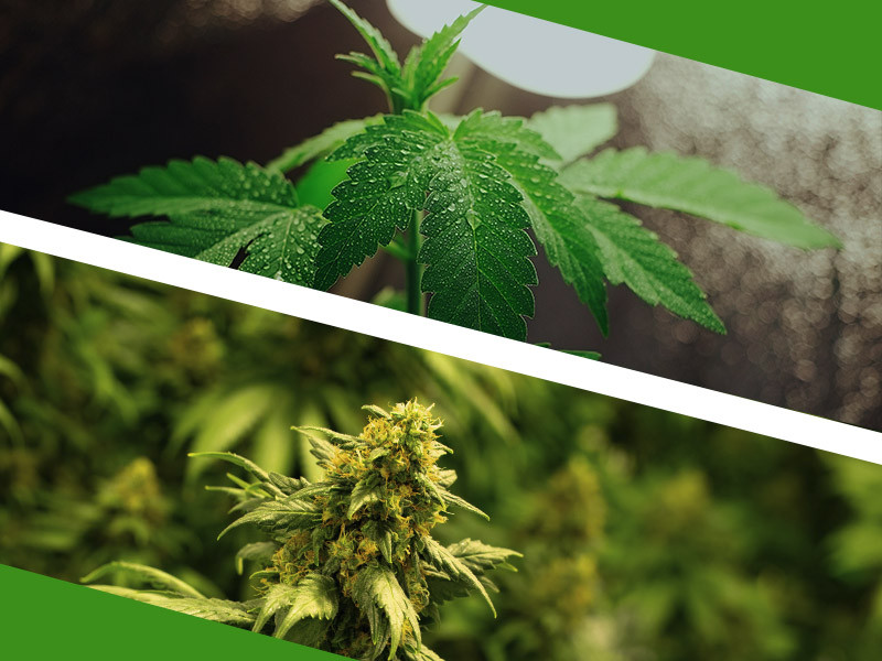 Стадии цветения конопли Как выглядит цветение марихуаны