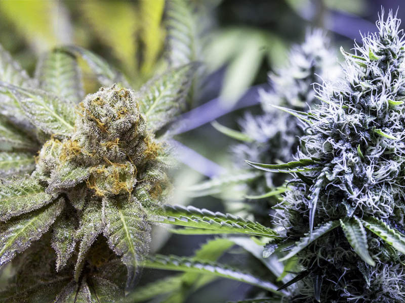 Как происходит цветение конопли Фото цветения конопли