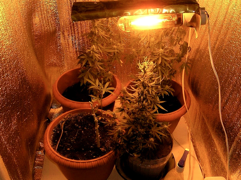 ДНаТ - свет для выращивания конопли на веге и цвете ДНаТ для выращивания конопли и самодельный отражатель (рефлектор)